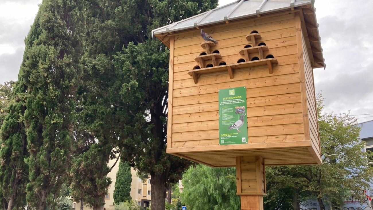Un pigeonnier contraceptif, installé au cœur d'un parc