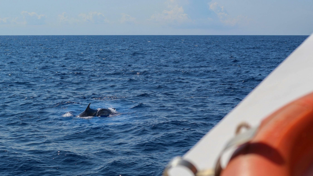Un dauphin dans la mer Méditerranée